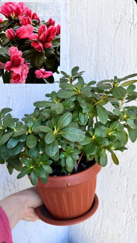 Комнатные растения: традесканция, кофе арабика, цитрусы, авокадо, цикламены, азалия, хризантемы 5