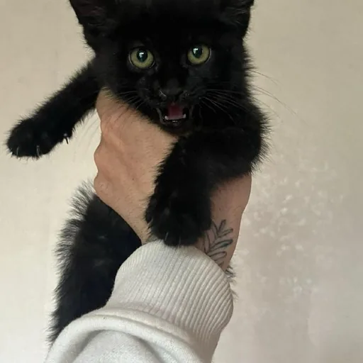 Черный котенок