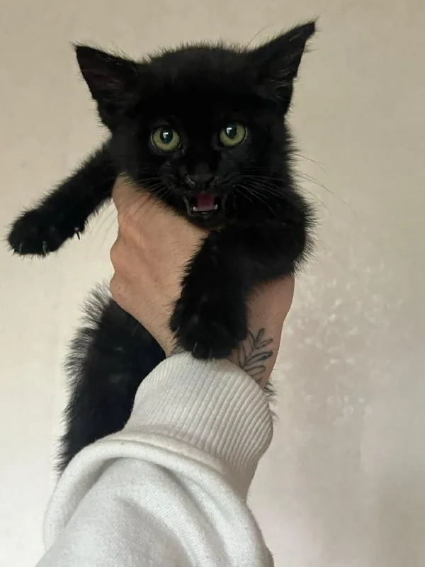 Черный котенок 1