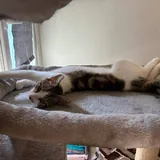 Котенок Космо, бесплатная передержка 7