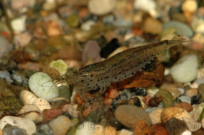 Неоны, Данио голубой, сомики-коридорасы, креветки 7