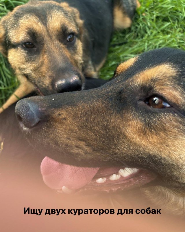 Щенки метисы овчарки на кураторство