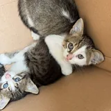 Котята 6