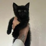 Черный котенок 4