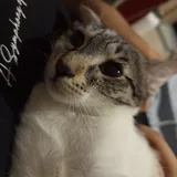 Котята 2
