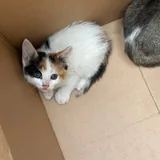 Котята 5