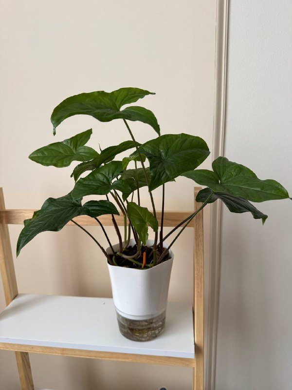 Комнатные растения Калатея, Эпипремнум, Сингониум 2