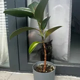Фикус, юкка, дубы, перцы, базилик в горшке 1