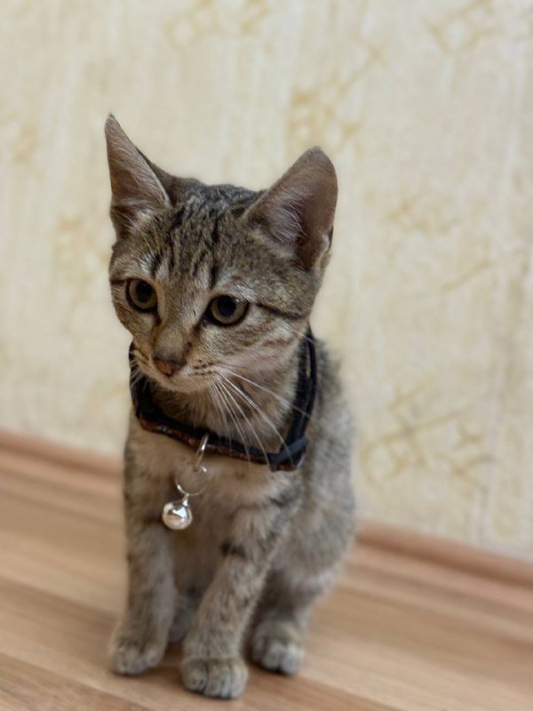 Кошка в добрые руки 2