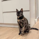 Кошка ищет любящий дом 2