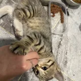 Котята 4