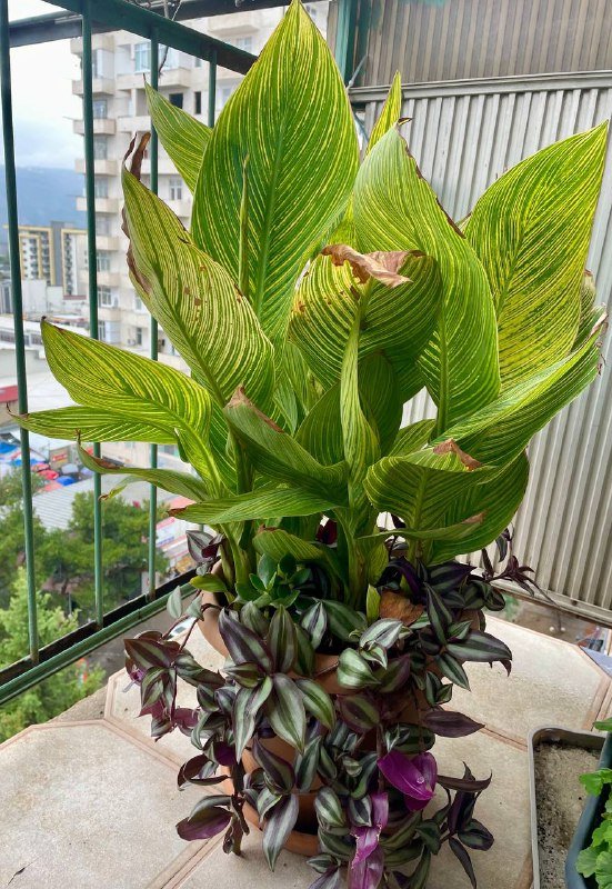 Сансевиерия, Чайная Роза, Канна лилия, Хлорофиум, Герань, Толстянки 3