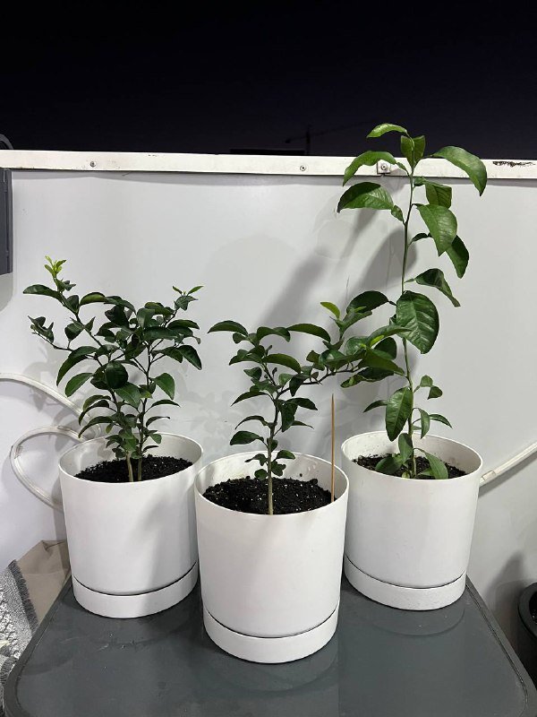 Мандариновое дерево с горшком и землей