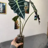 Клубень алоказии Полли 2