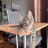 Котенок Луми 2