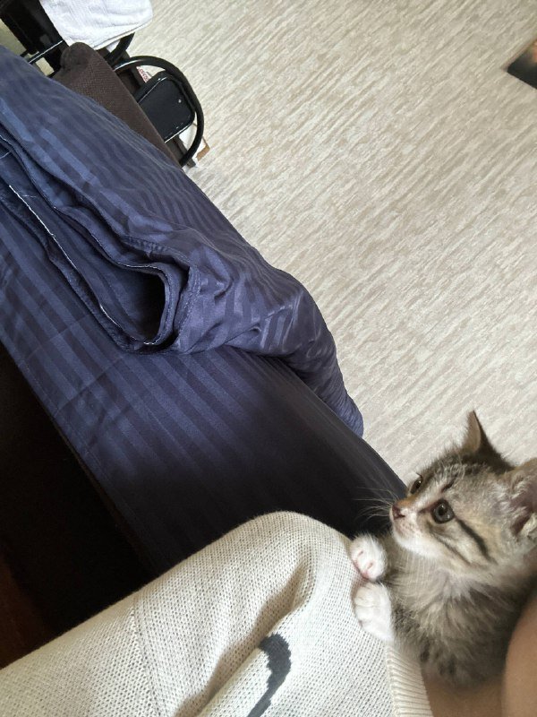 Котёнок Ричи ищет дом и хозяина 3