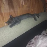 Котенок кошечка 5