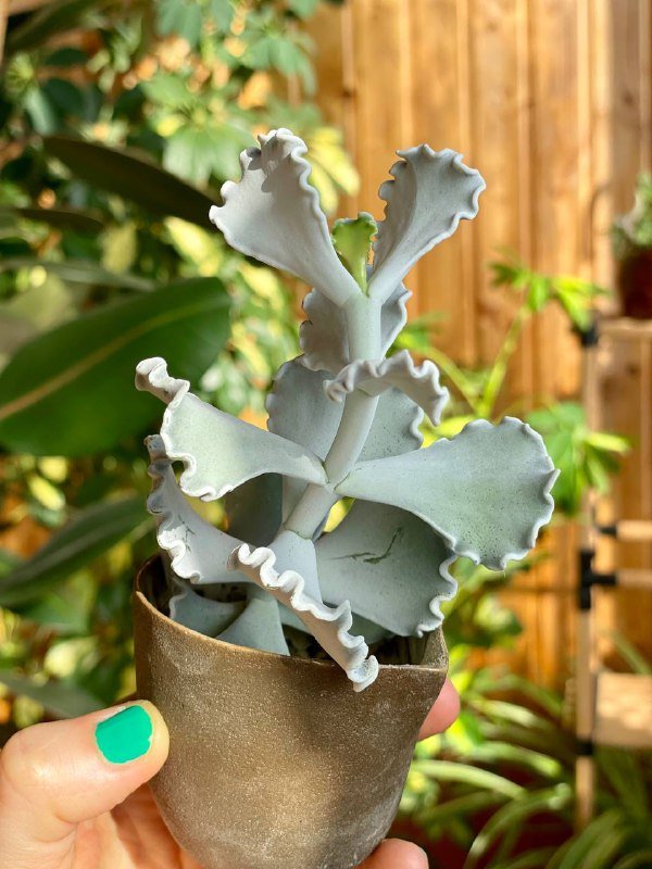 Редкий суккулент с горшочком ручной лепки 2