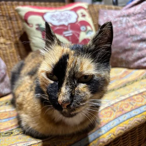 Ласковая ухоженная кошка