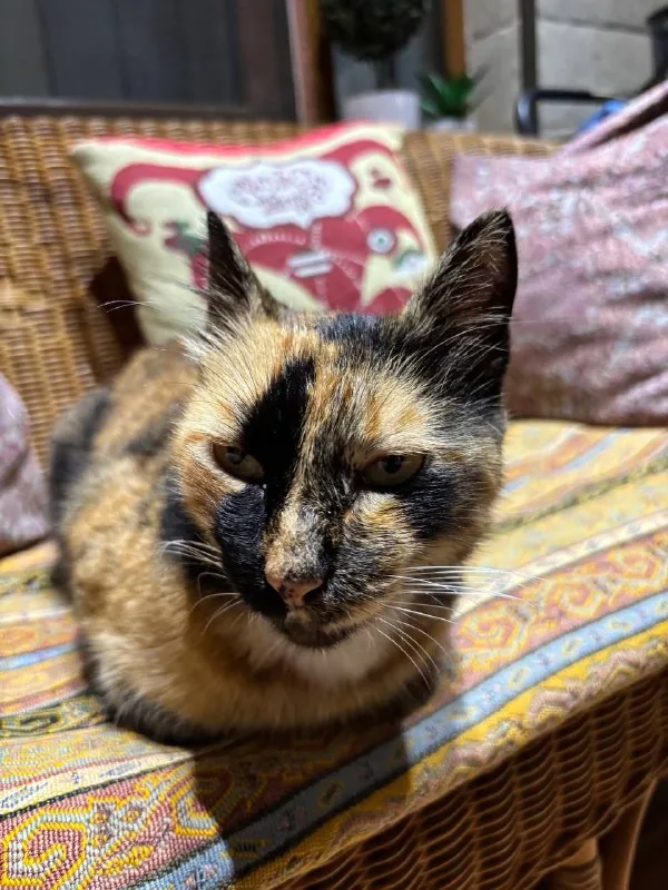 Ласковая ухоженная кошка