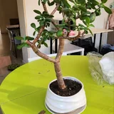 Комнатные растения 4