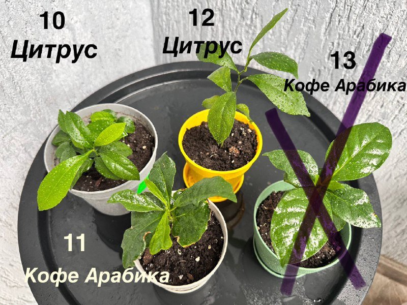 Комнатные и балконные растения 2