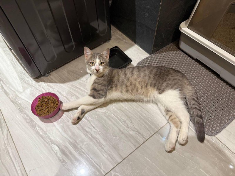 Котик из Батуми в добрые руки 3