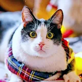 Кот Ирис 2