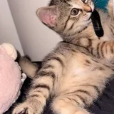 Котенок 5