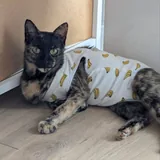 Кошечка ищет дом 2