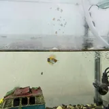 Аквариум с рыбками 1