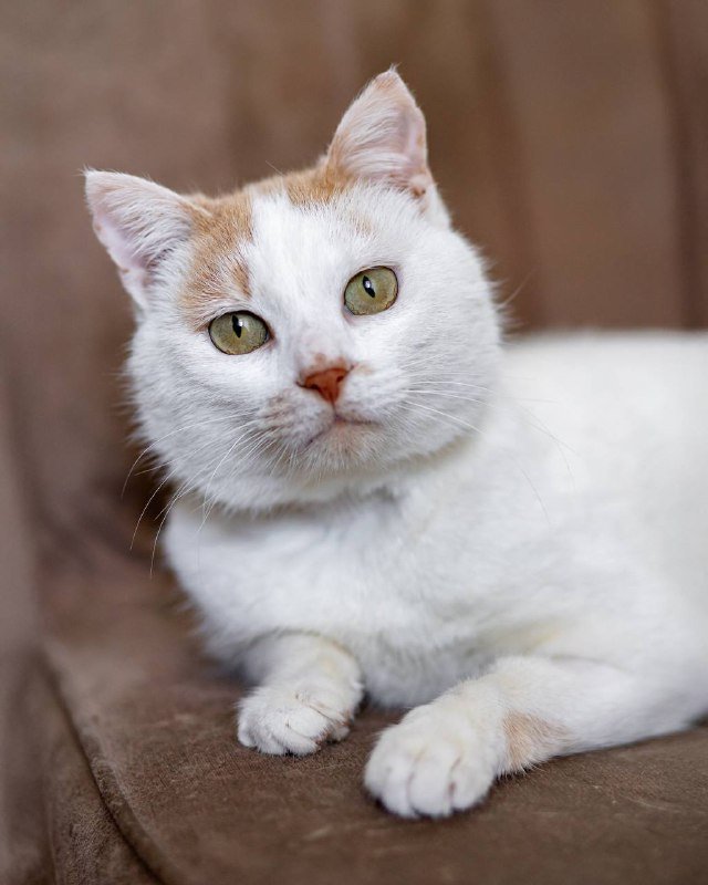 Кот Рокки для любящей семьи