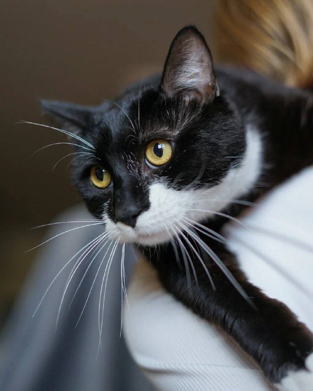 Молодой кот Дэни с вайбом «деда» для души и компании