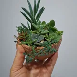 Комнатные растения, суккуленты, каллизия, крестовник, кислица 7