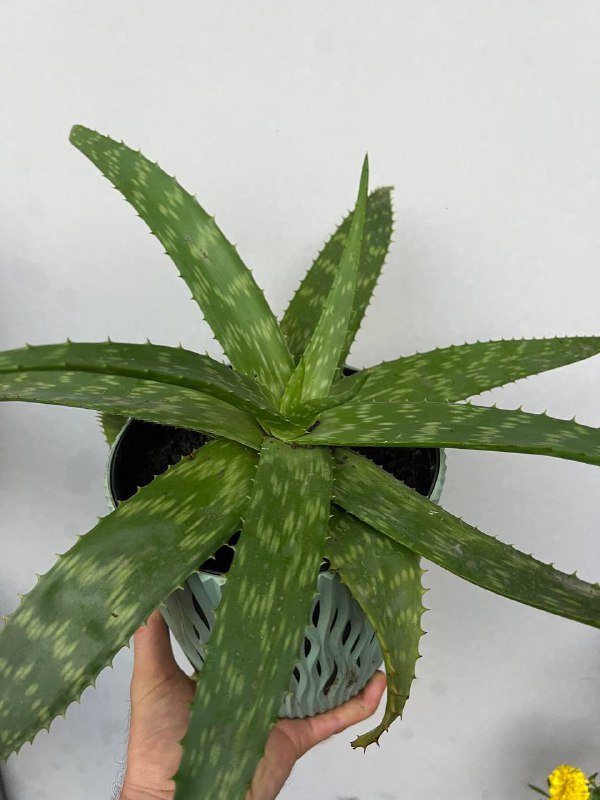 Гастерия, Мини-гастерии, Каланхоэ, Алоэ, Ктенанта комнатные растения 4