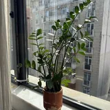 Комнатные растения, монстеры, замиокулькас 3
