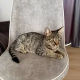 Cat Masha is looking for a home or foster care 1