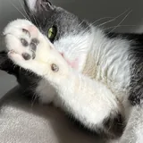 Кот Бэмби 3