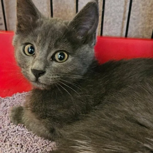 Котенок Бампси