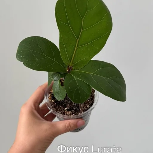 Комнатные растения, фикусы, пальмы