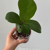 Комнатные растения, фикусы, пальмы 1