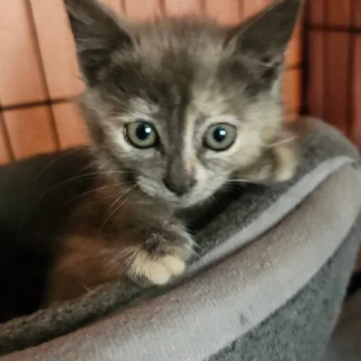 Котёнок Вафелька