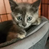 Котёнок Вафелька 1