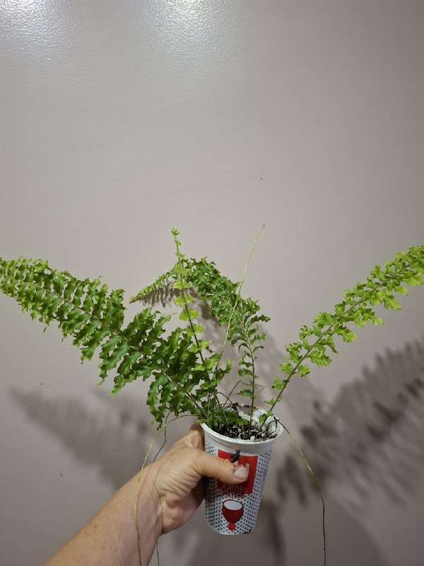 Монстера, папоротники, эпипремнум, тралесканция, традесканция, сингониум, композиции растений 2