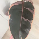 Фикус бэйлиз 4