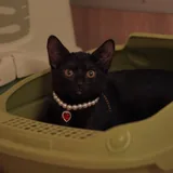 Котенок, девочка 4