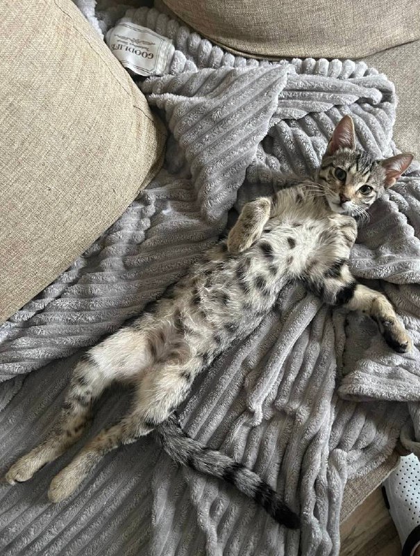 Котенок Манка