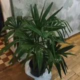 Сансевиерия, пальма 2