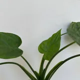 Алоказия кукулата 4