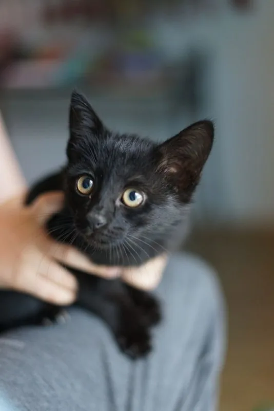 Котёнок 1